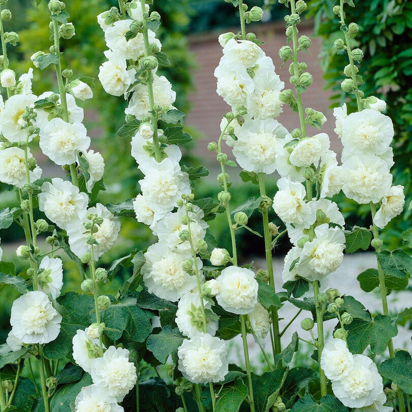 Stockros-Alcea White 1-pack